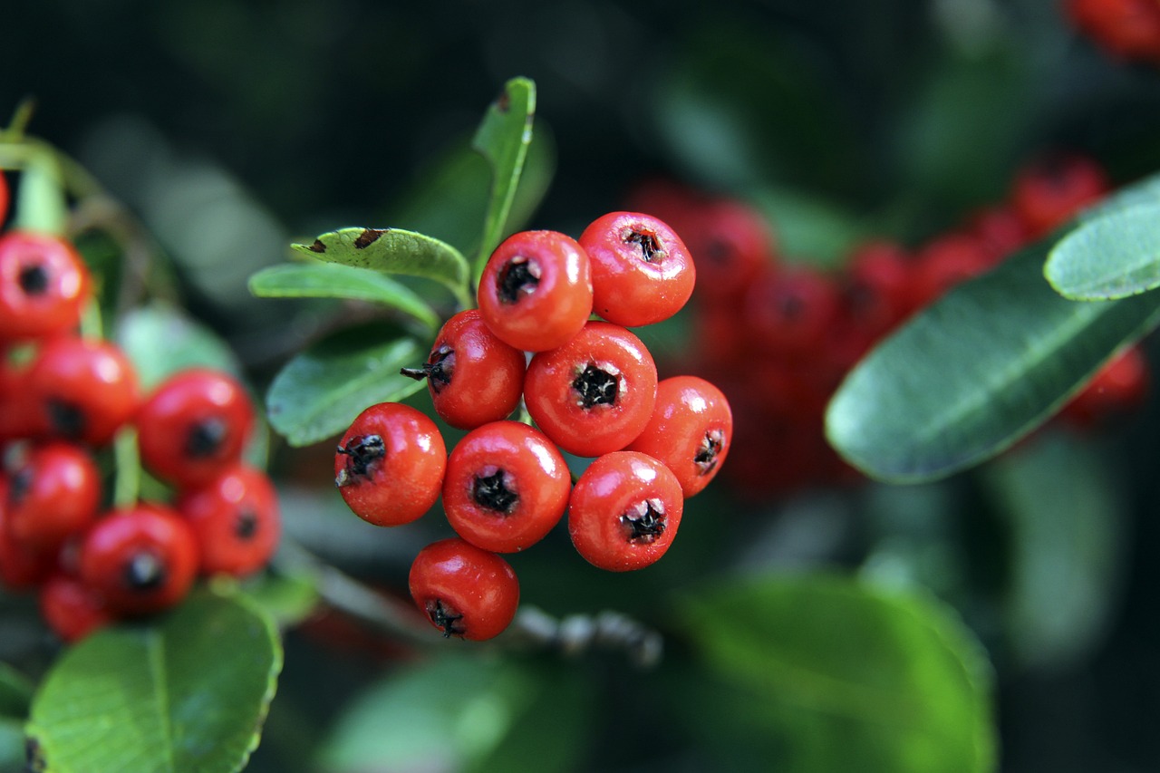 色的状态 色的状态