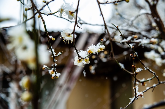 楊瀚森